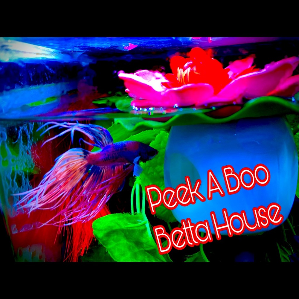Floating (peek a boo) hideout for Betta fish